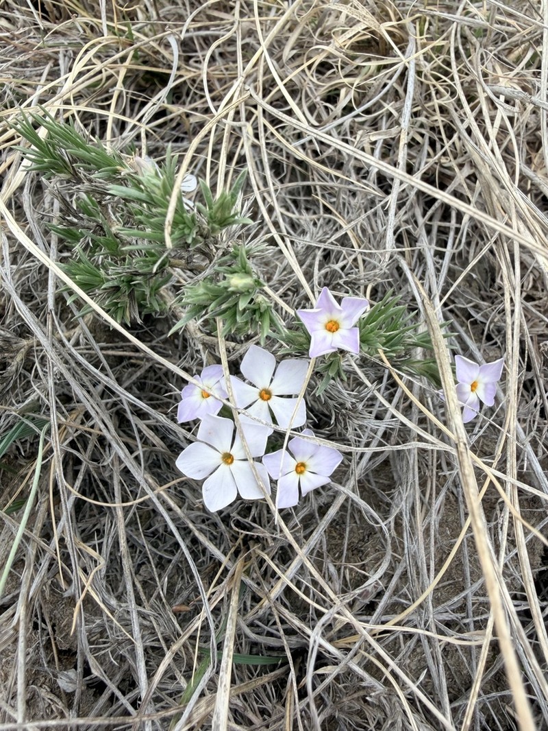 Prairie Phlox photo 6
