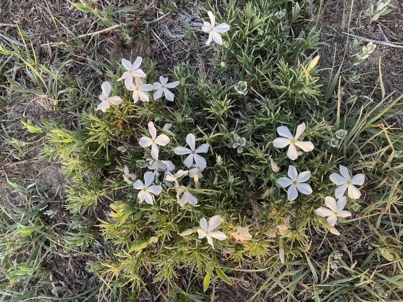 Prairie Phlox photo 7