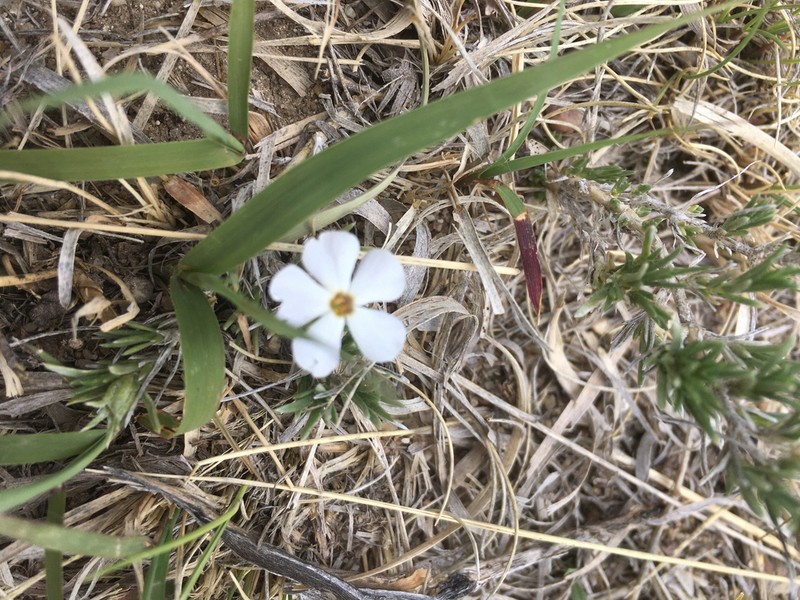 Prairie Phlox photo 8