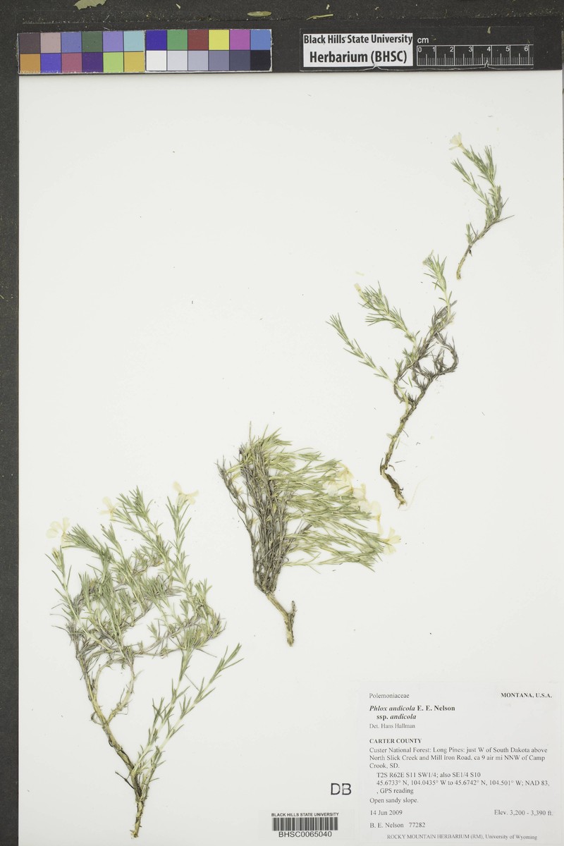 Phlox andicola subsp. andicola