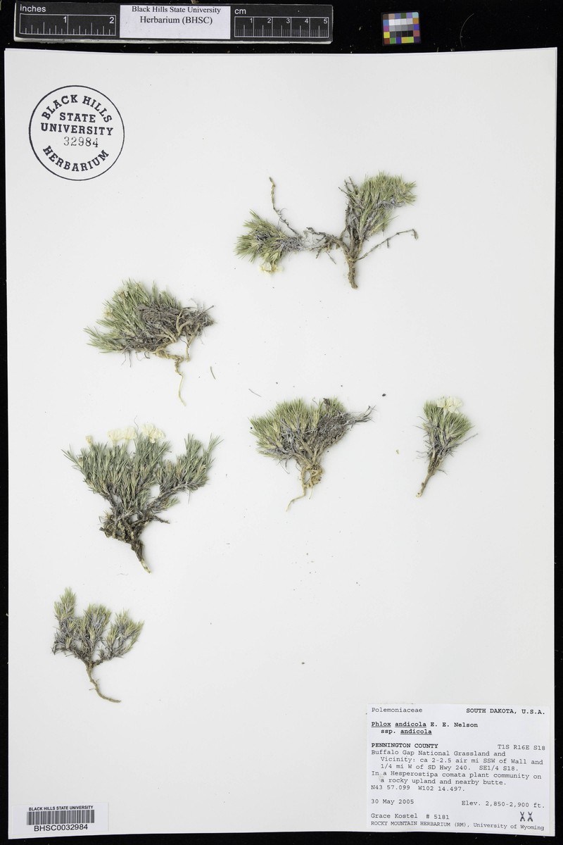 Phlox andicola subsp. andicola photo 2