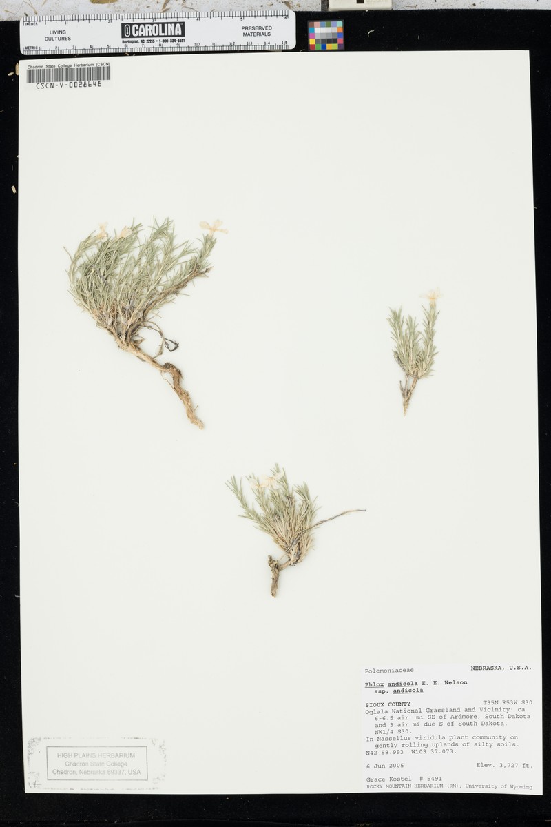 Phlox andicola subsp. andicola photo 3