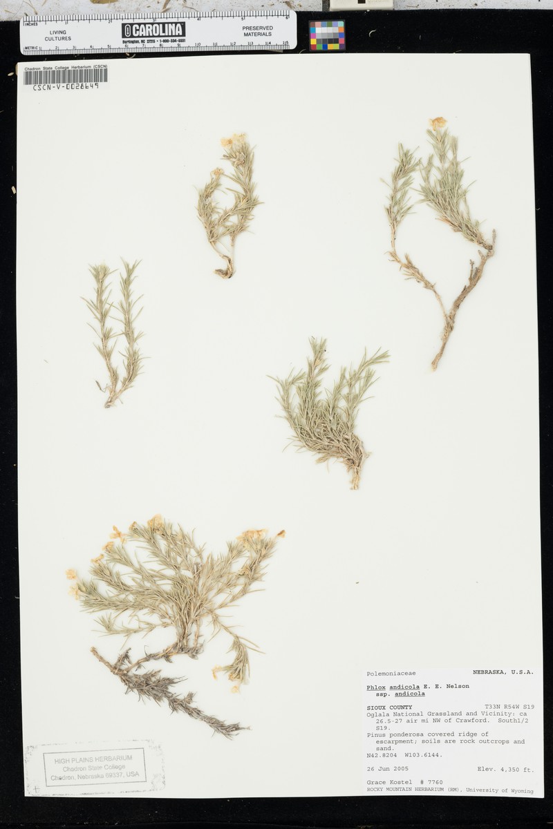 Phlox andicola subsp. andicola photo 4