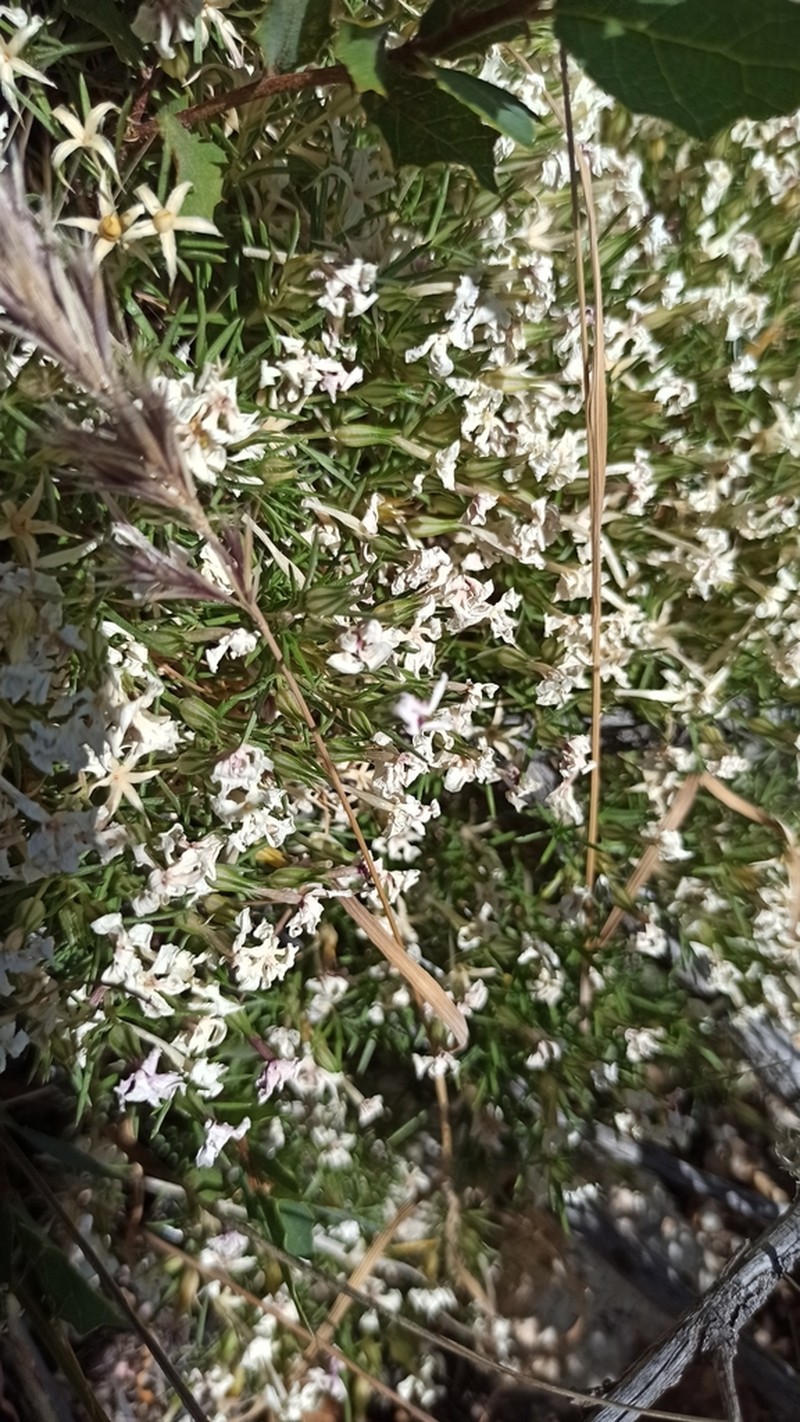 Mountain Phlox photo 3
