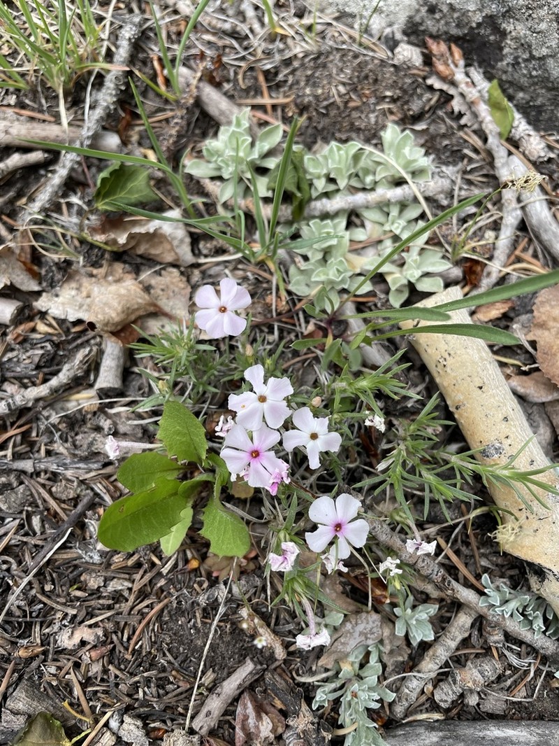 Mountain Phlox photo 4