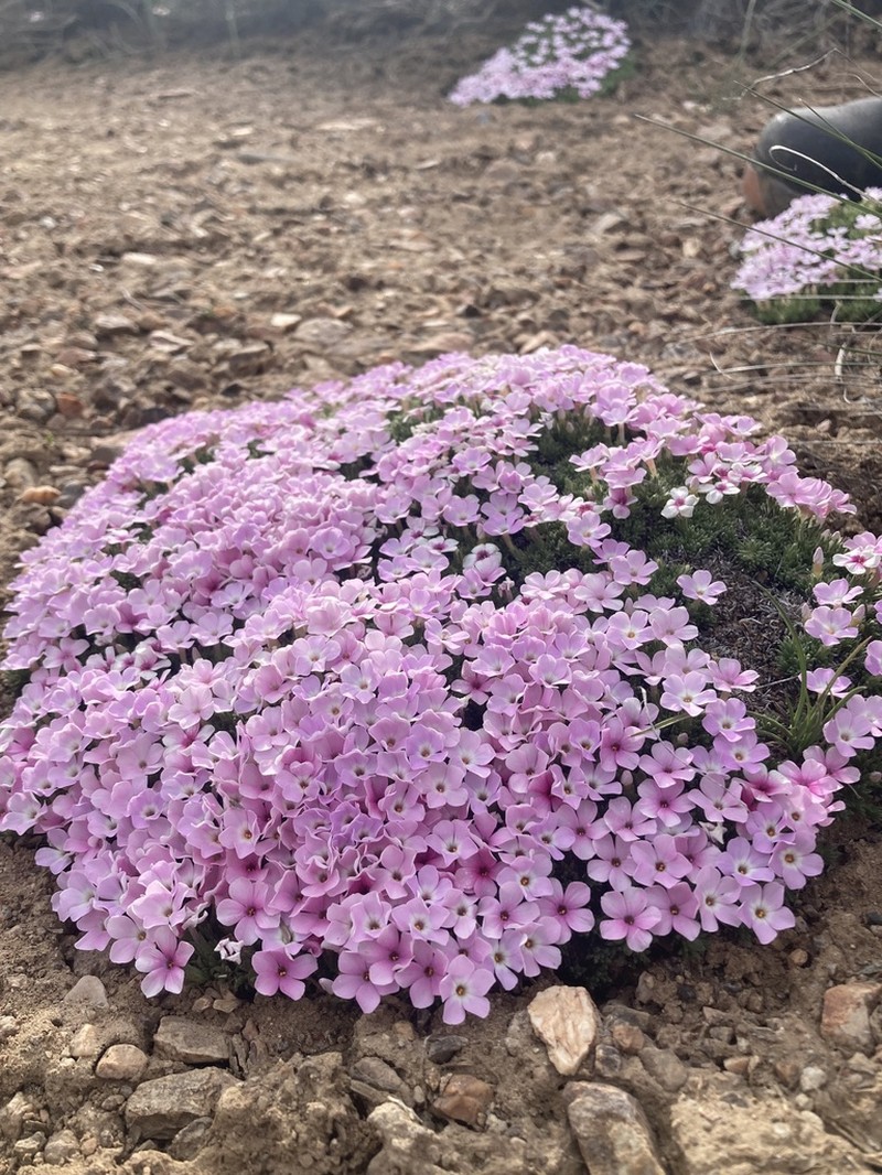 Mountain Phlox photo 5