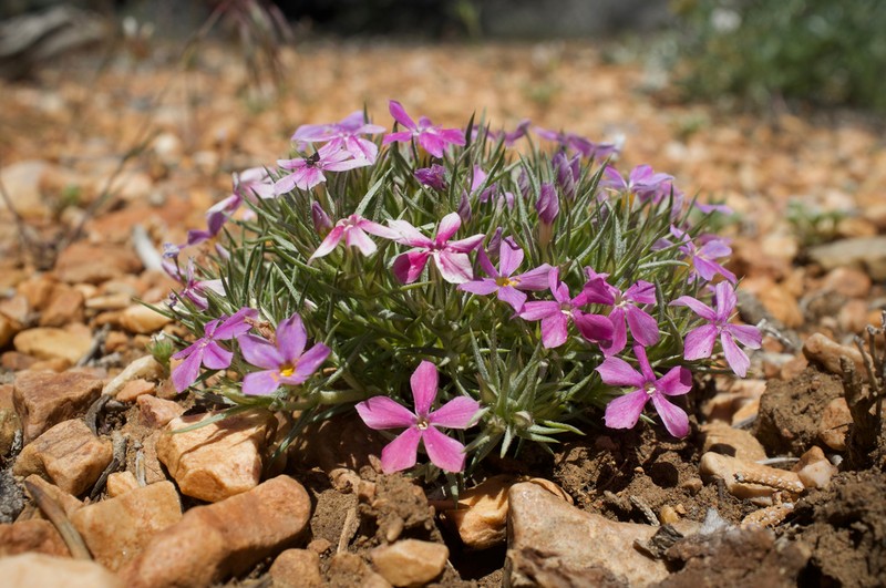 Mountain Phlox photo 6