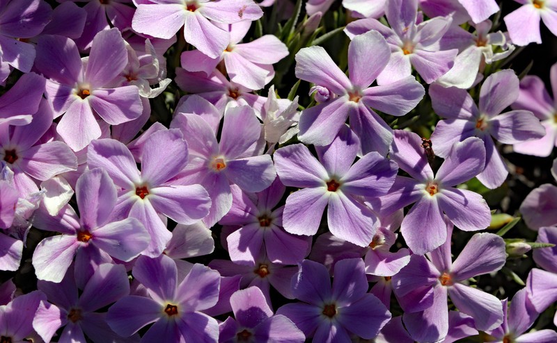 Mountain Phlox photo 7