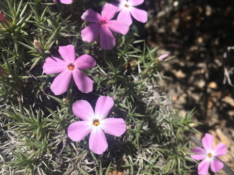 Mountain Phlox photo 8