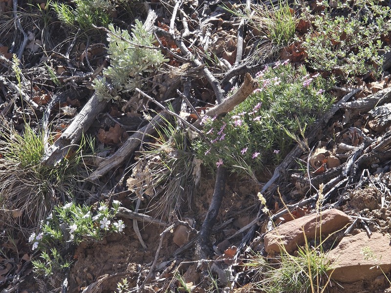 Phlox austromontana subsp. austromontana