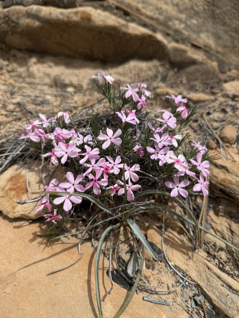 Phlox austromontana subsp. austromontana photo 2