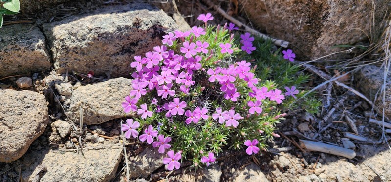 Phlox austromontana subsp. austromontana photo 3