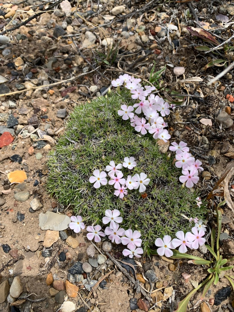 Phlox austromontana subsp. austromontana photo 4