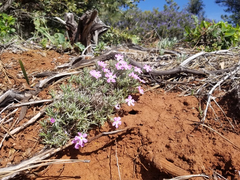 Phlox austromontana subsp. austromontana photo 5