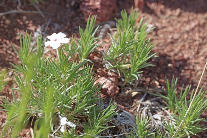 Phlox austromontana subsp. austromontana photo 6