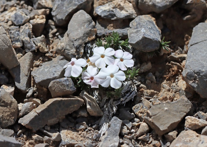 Phlox austromontana subsp. austromontana photo 7