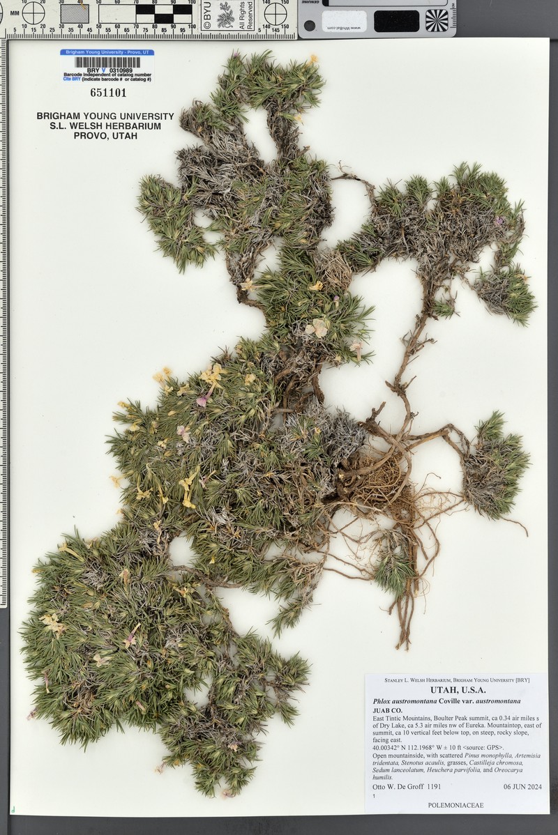 Phlox austromontana subsp. austromontana photo 8