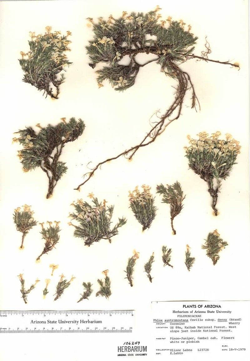 Phlox austromontana subsp. densa