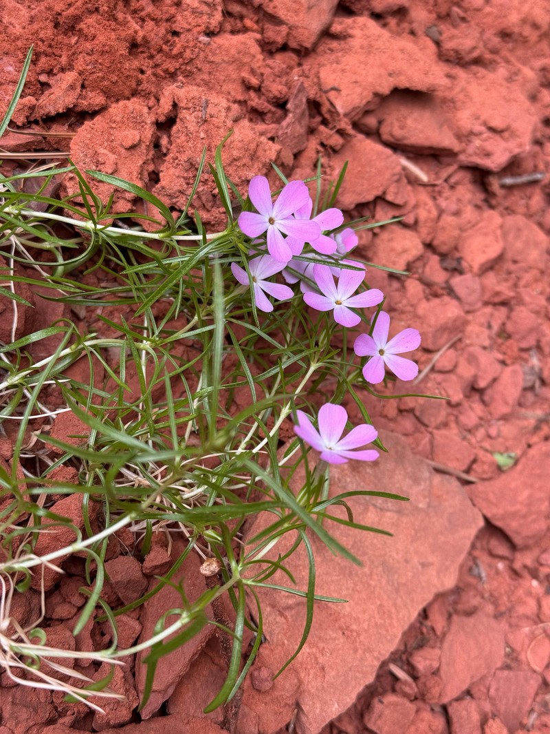 Zion Phlox