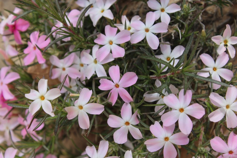 Zion Phlox photo 2