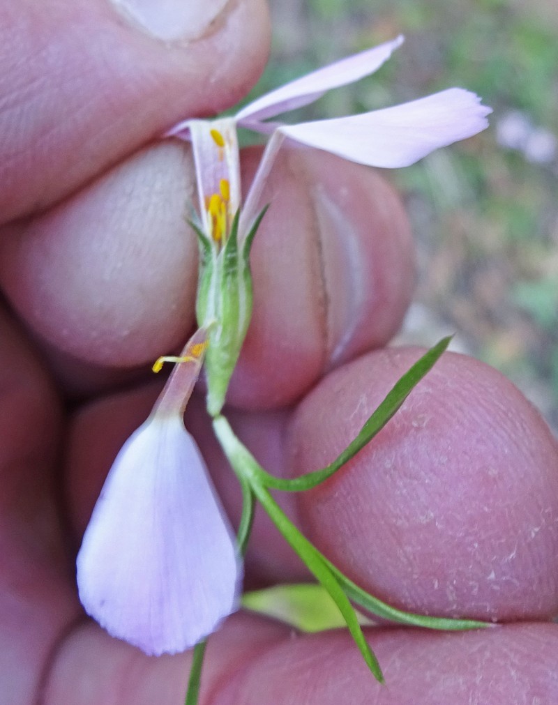 Zion Phlox photo 3