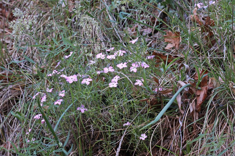 Zion Phlox photo 5