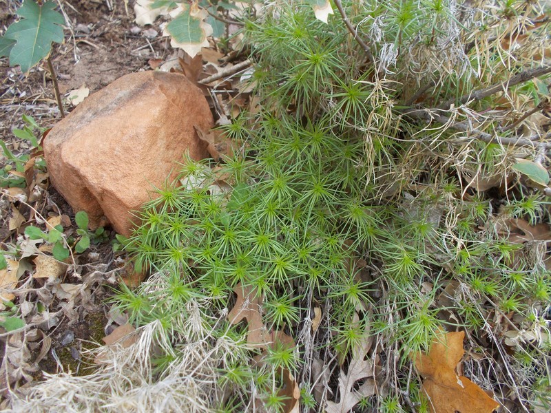 Zion Phlox photo 6