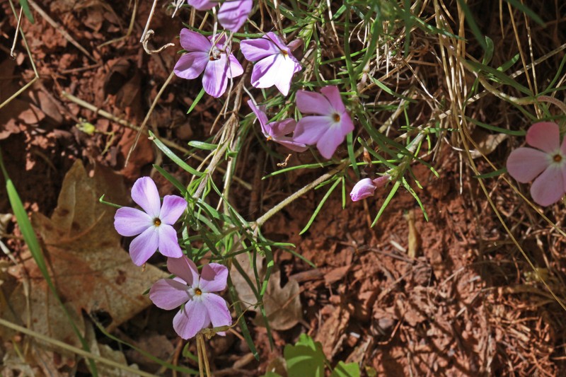 Zion Phlox photo 7