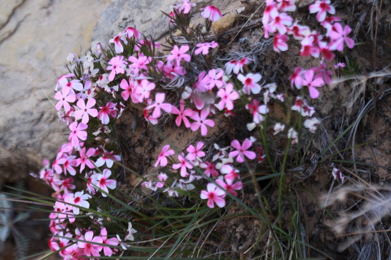 Zion Phlox photo 8