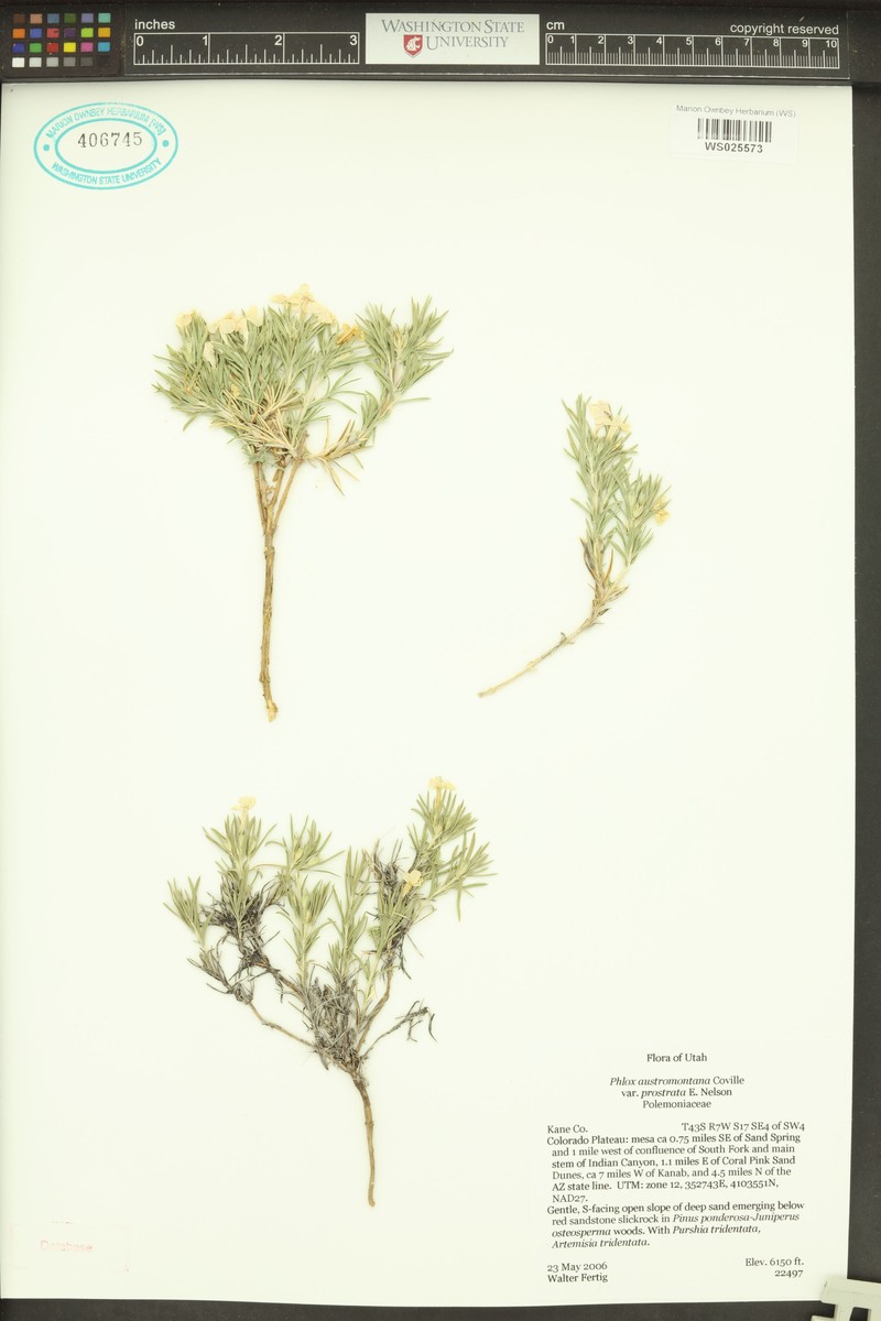 Phlox austromontana subsp. prostrata