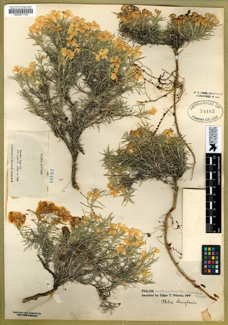 Phlox austromontana subsp. prostrata photo 2