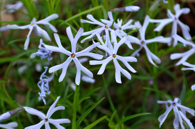 Cleft Phlox photo 3