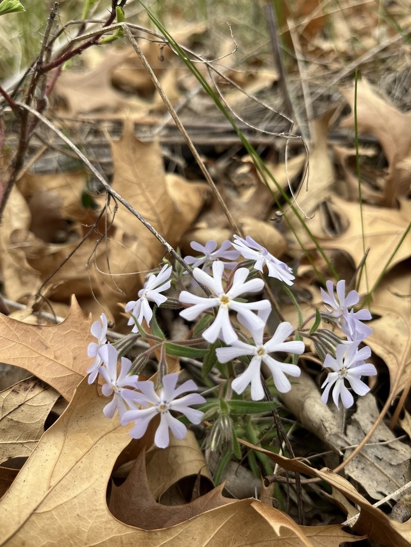 Cleft Phlox photo 4