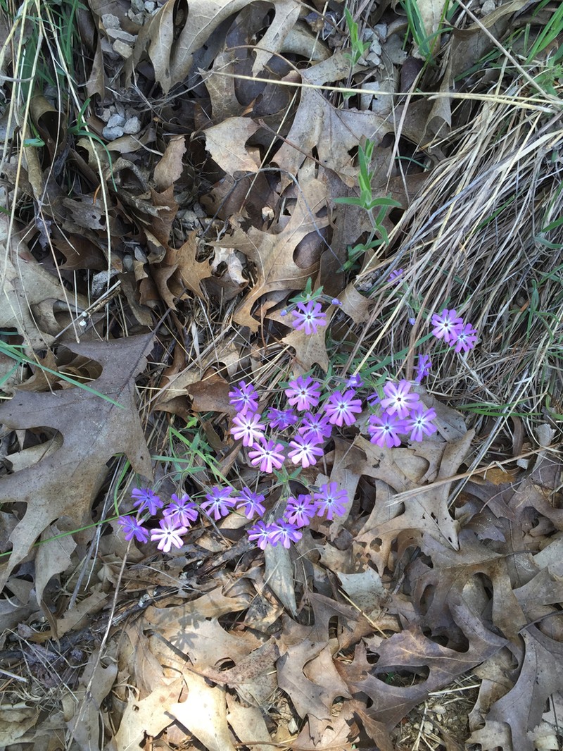 Cleft Phlox photo 6