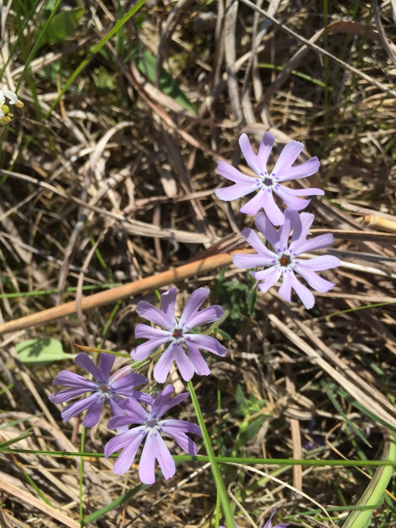 Cleft Phlox photo 7