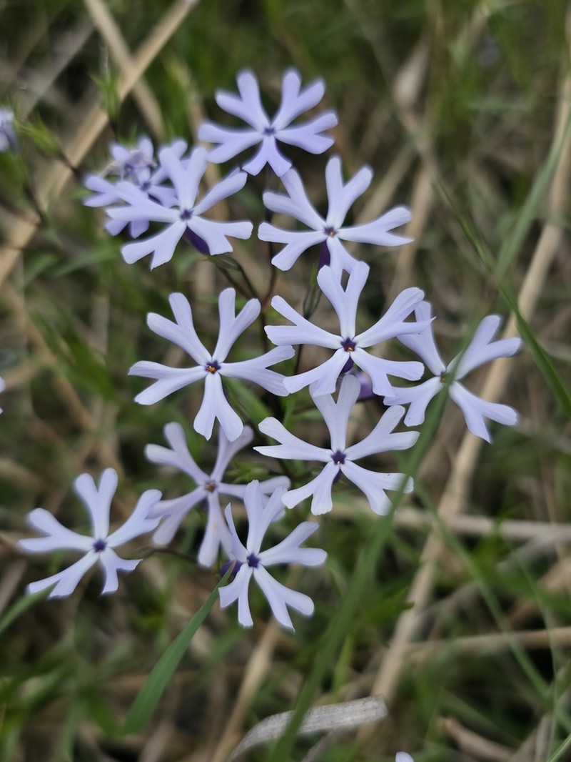 Cleft Phlox photo 8