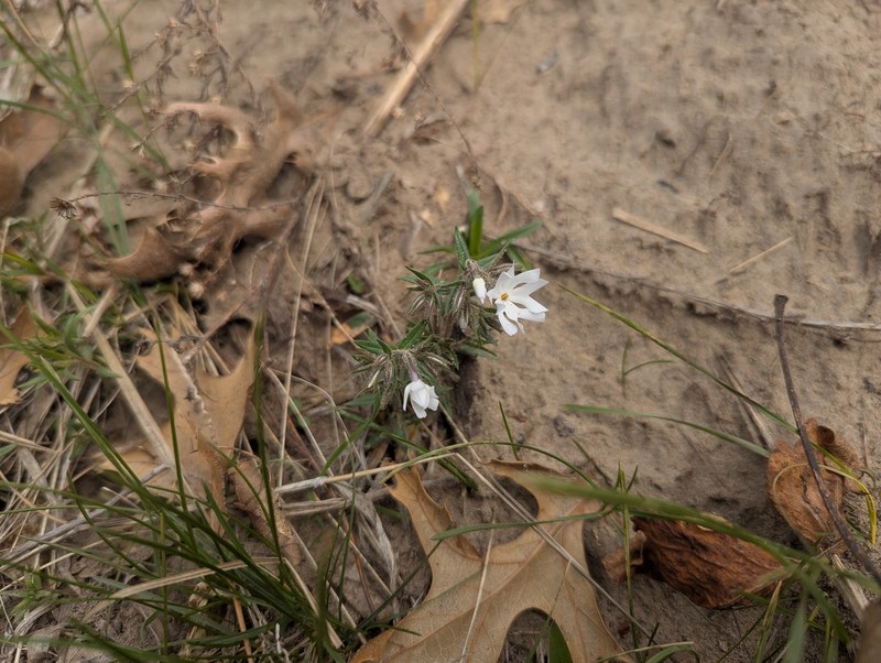 Phlox bifida subsp. bifida