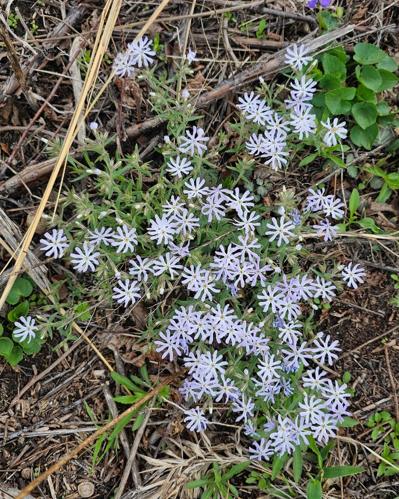Phlox bifida subsp. bifida photo 2