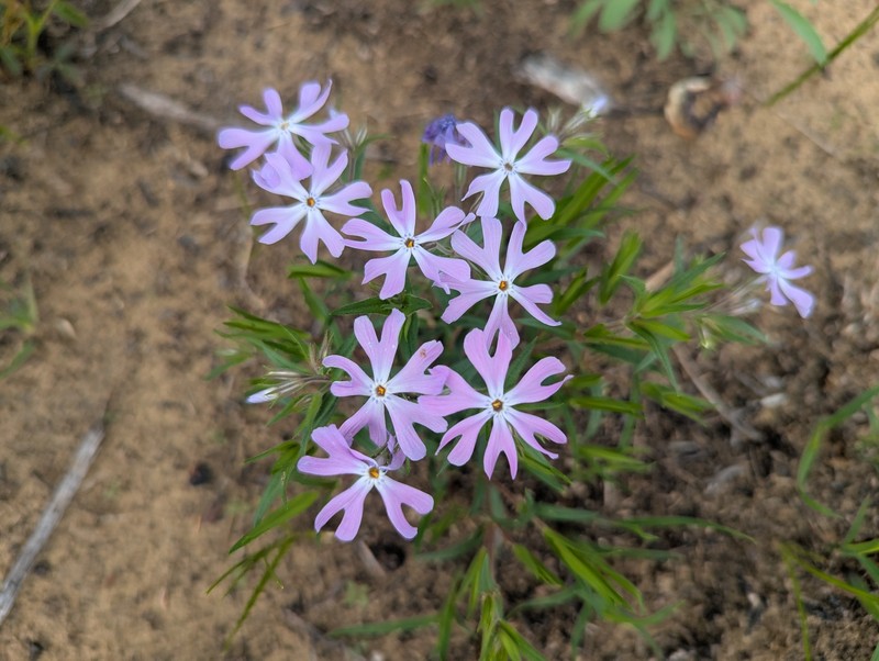 Phlox bifida subsp. bifida photo 3