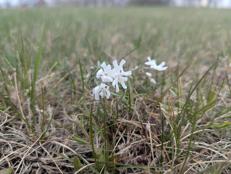 Phlox bifida subsp. bifida photo 4