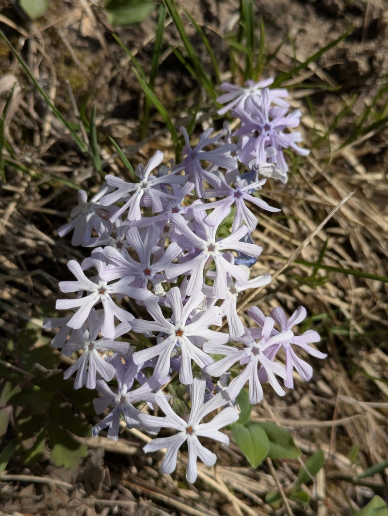 Phlox bifida subsp. bifida photo 5