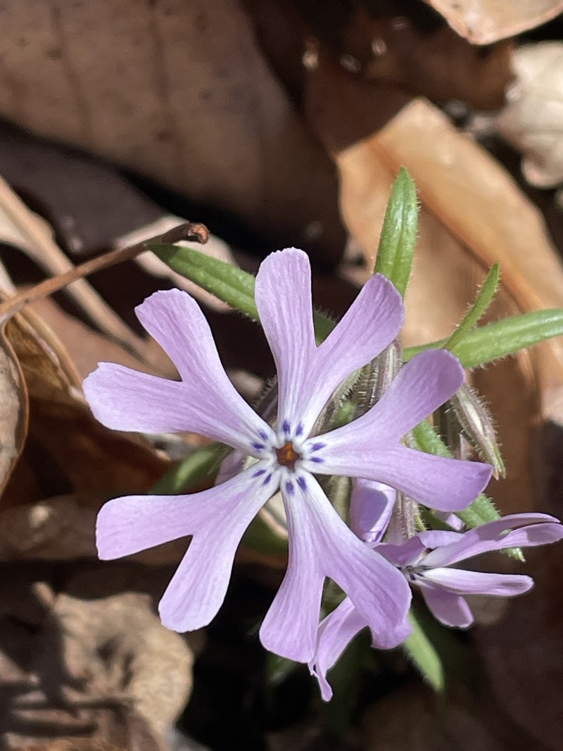 Phlox bifida subsp. bifida photo 6