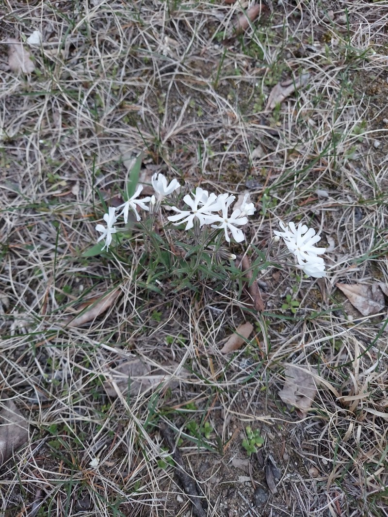 Phlox bifida subsp. bifida photo 7
