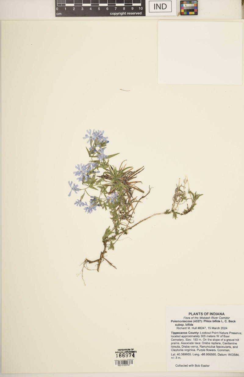 Phlox bifida subsp. bifida photo 8