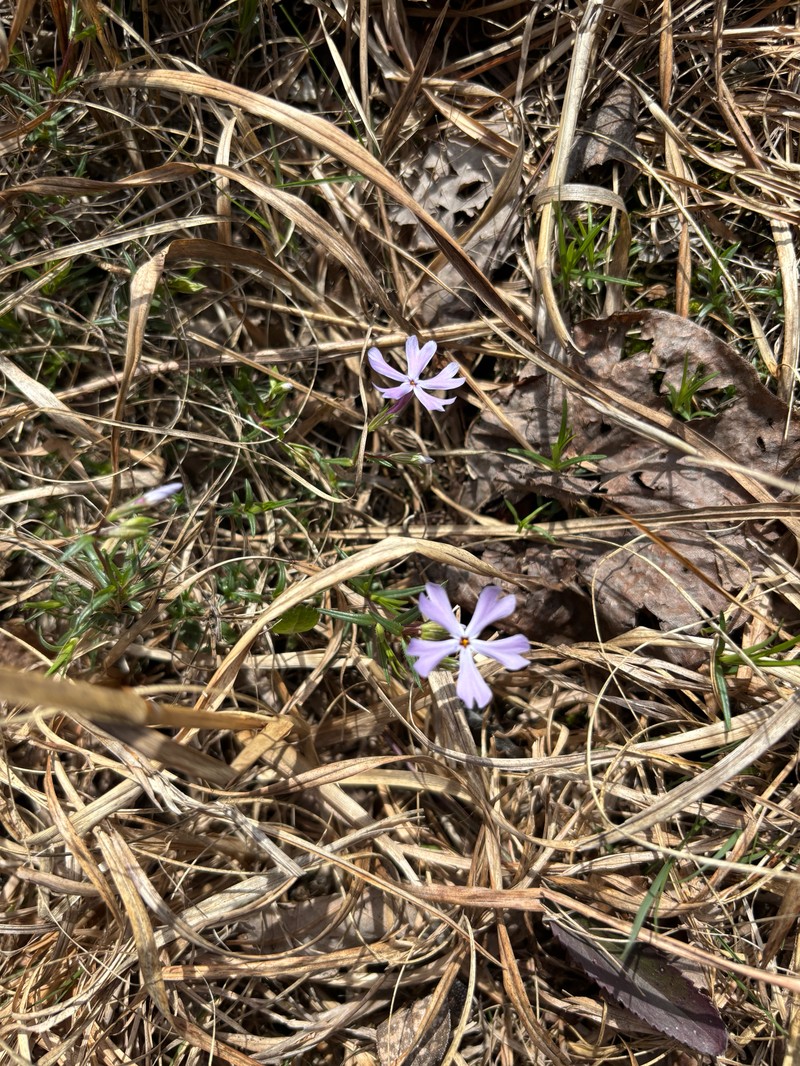 Phlox bifida subsp. stellaria