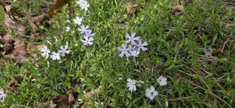 Phlox bifida subsp. stellaria photo 2