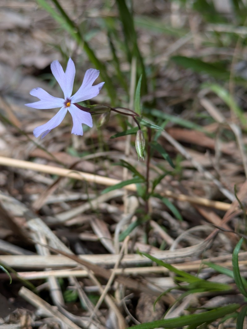 Phlox bifida subsp. stellaria photo 3