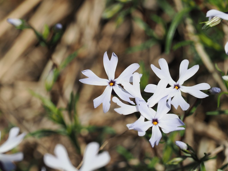 Phlox bifida subsp. stellaria photo 4