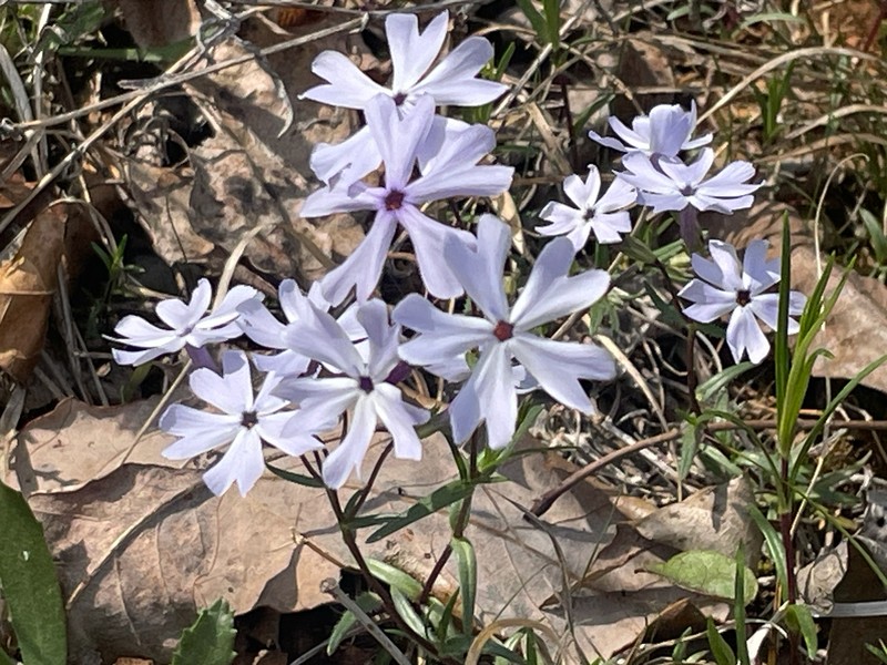 Phlox bifida subsp. stellaria photo 5