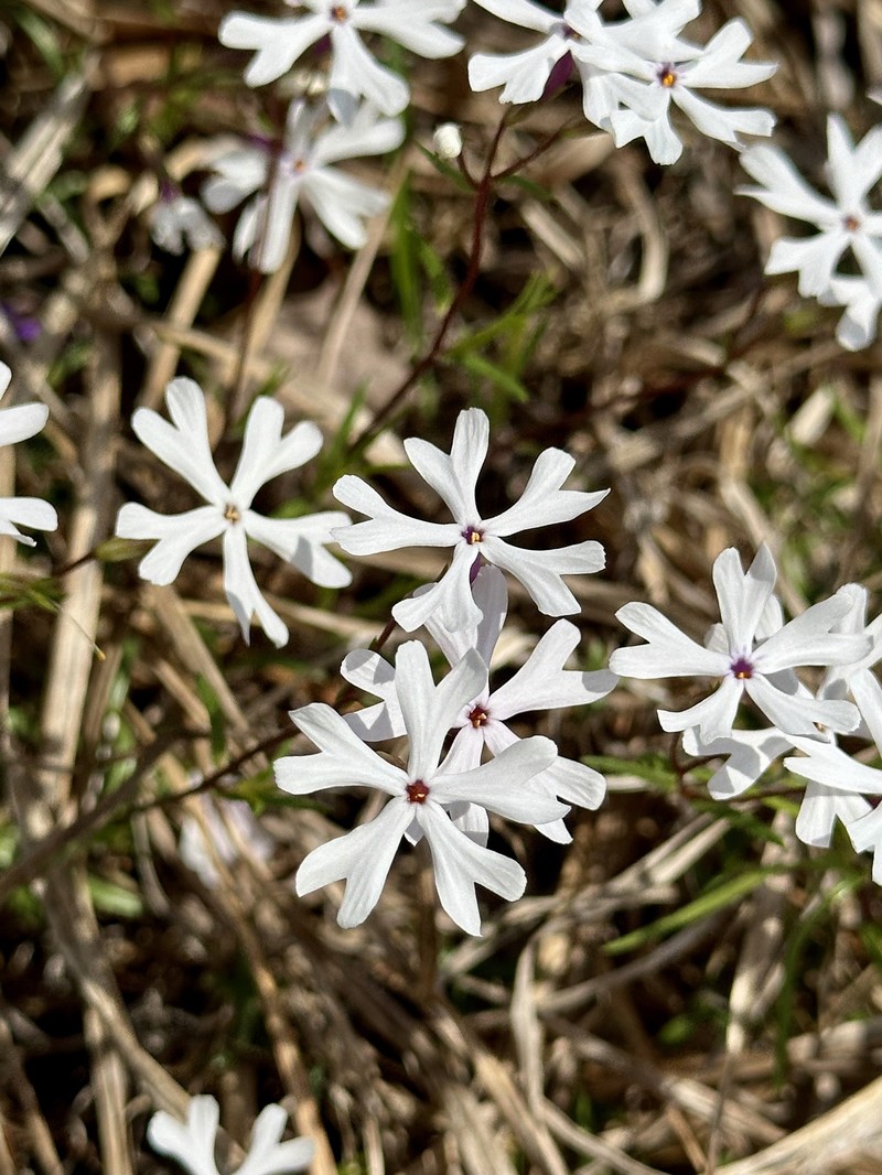 Phlox bifida subsp. stellaria photo 6